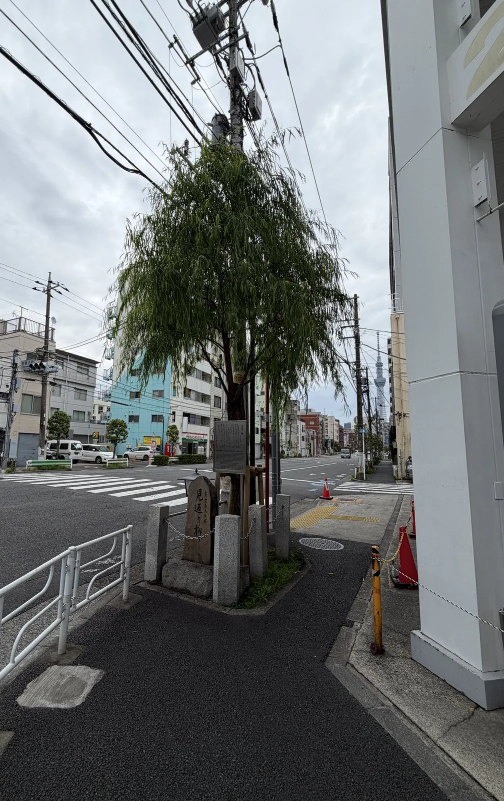 見返り柳。土手通りの交差点の角に立つ